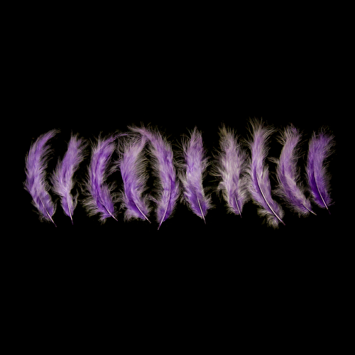 Lavender Feathers - Balloominators